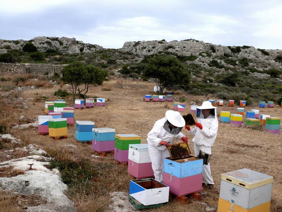 HQSEyO_beekeeping-athamari-10